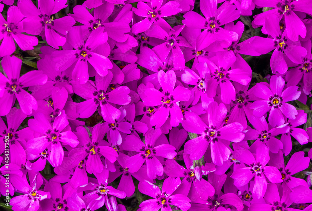 Close-up of many Rampant Phlox flowers