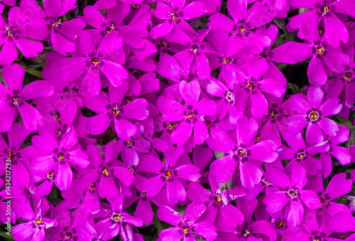Obraz na płótnie Close-up of many Rampant Phlox flowers w salonie