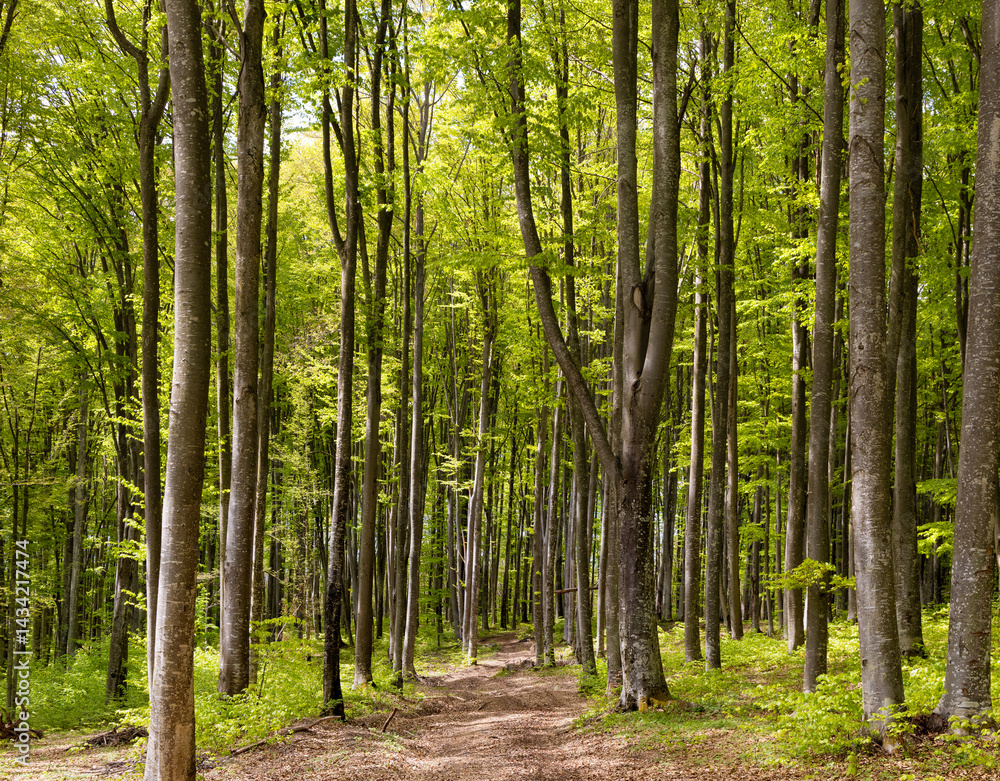 A dirt road through a green deciduous forest in spring