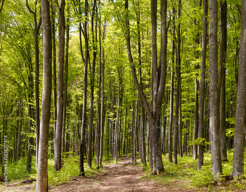 Obraz na płótnie A dirt road through a green deciduous forest in spring w salonie