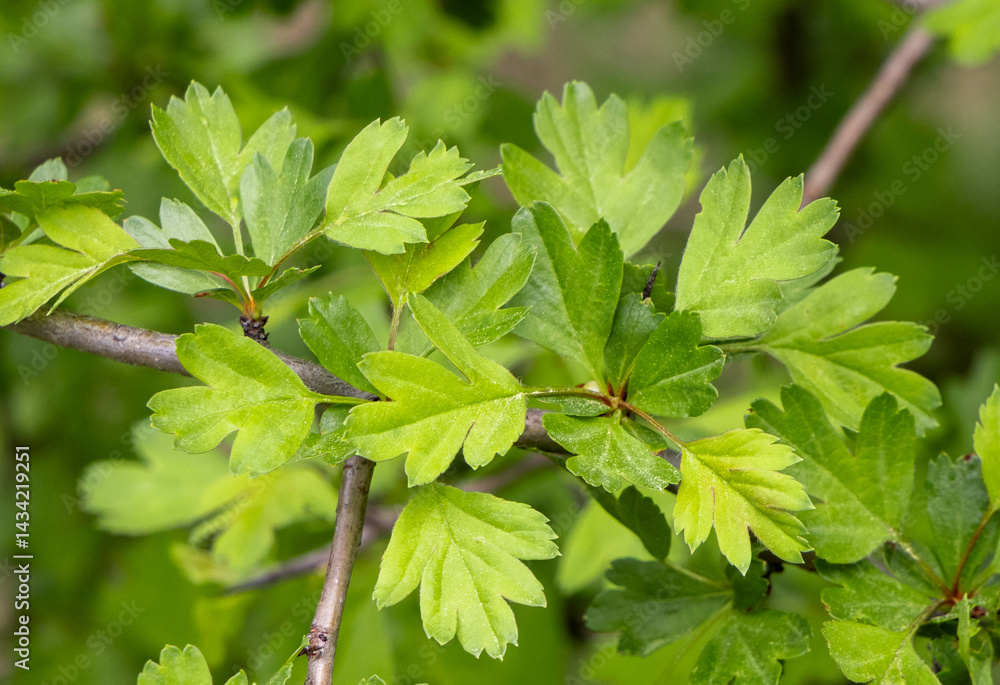 Close-up of young leaves of Crataegus monogyna