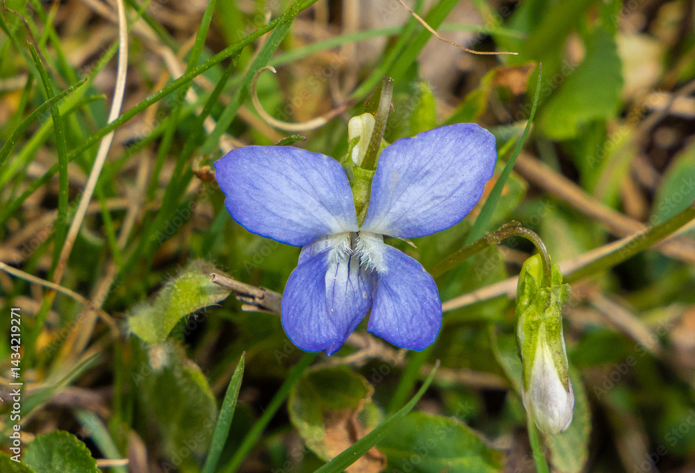 Close-up of a Viola canina flower