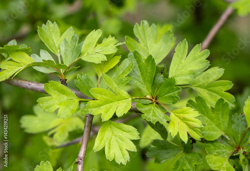 Obraz na płótnie Close-up of young leaves of Crataegus monogyna w salonie