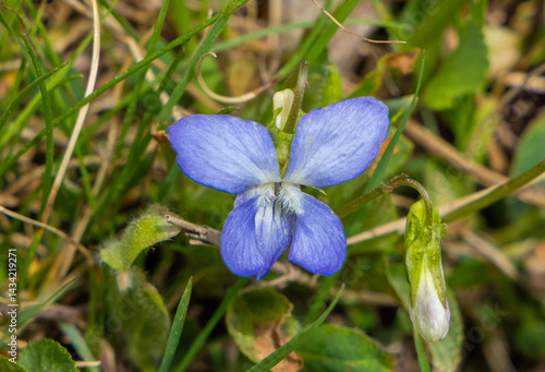 Obraz na płótnie Close-up of a Viola canina flower w salonie