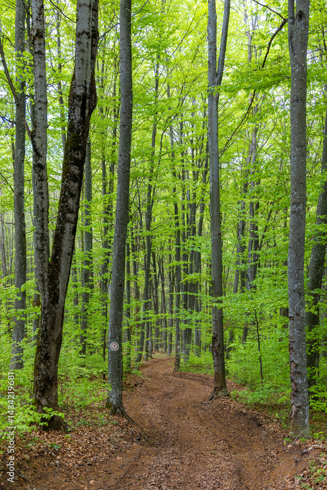 A Via Transilvanica tourist route through a forest in Transylvania - Romania