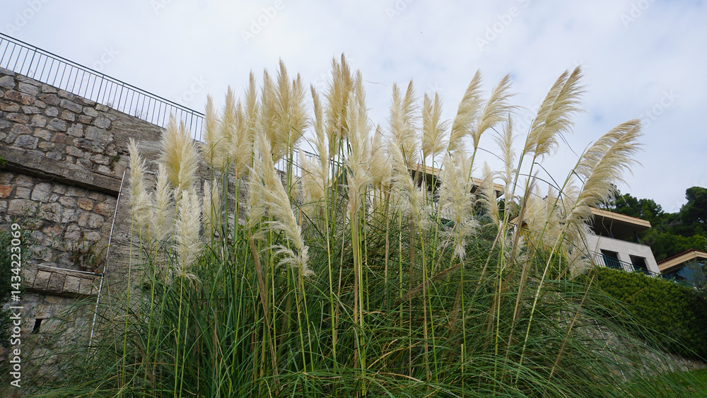 Fountain grass Hameln - Latin name - Cenchrus alopecuroides Hameln or Pennisetum alopecuroides Hameln