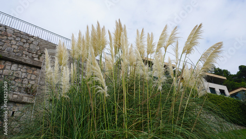Obraz na płótnie Fountain grass Hameln - Latin name - Cenchrus alopecuroides Hameln or Pennisetum alopecuroides Hameln w salonie