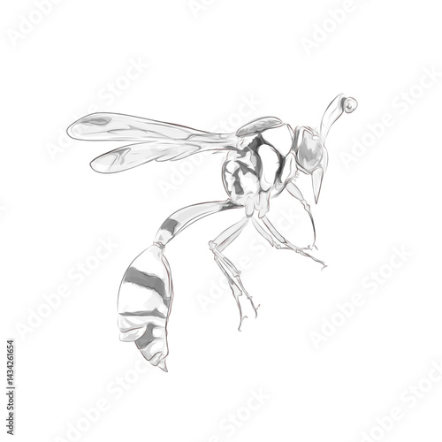 Sketch illustration with shadow of Greater Potter Wasp or Delta unguiculatum on white background