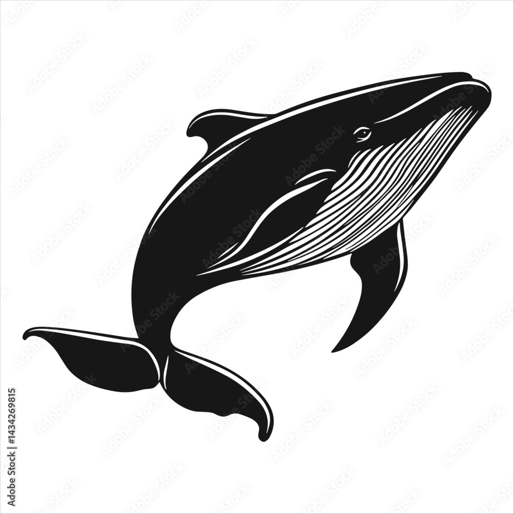 Fototapeta premium Black and White Humpback Whale Illustration in Swimming Pose White Background