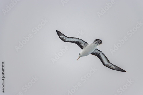 Black browed Albatross