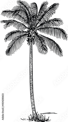 palm tree silhouette