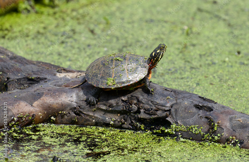Obraz premium Turtle sitting on long in pond
