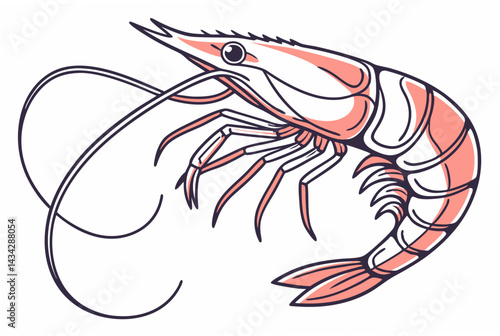 vector illustration of shrimp