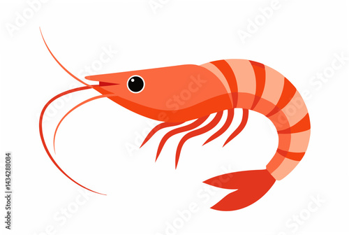 vector illustration of shrimp