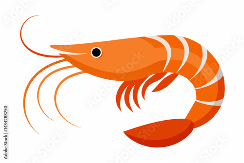 vector illustration of a shrimp