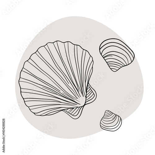 Seashell marine line art icons, ocean and sea beach shells coral underwater hand drawn line 