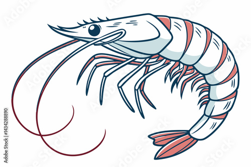 shrimp vector illustration