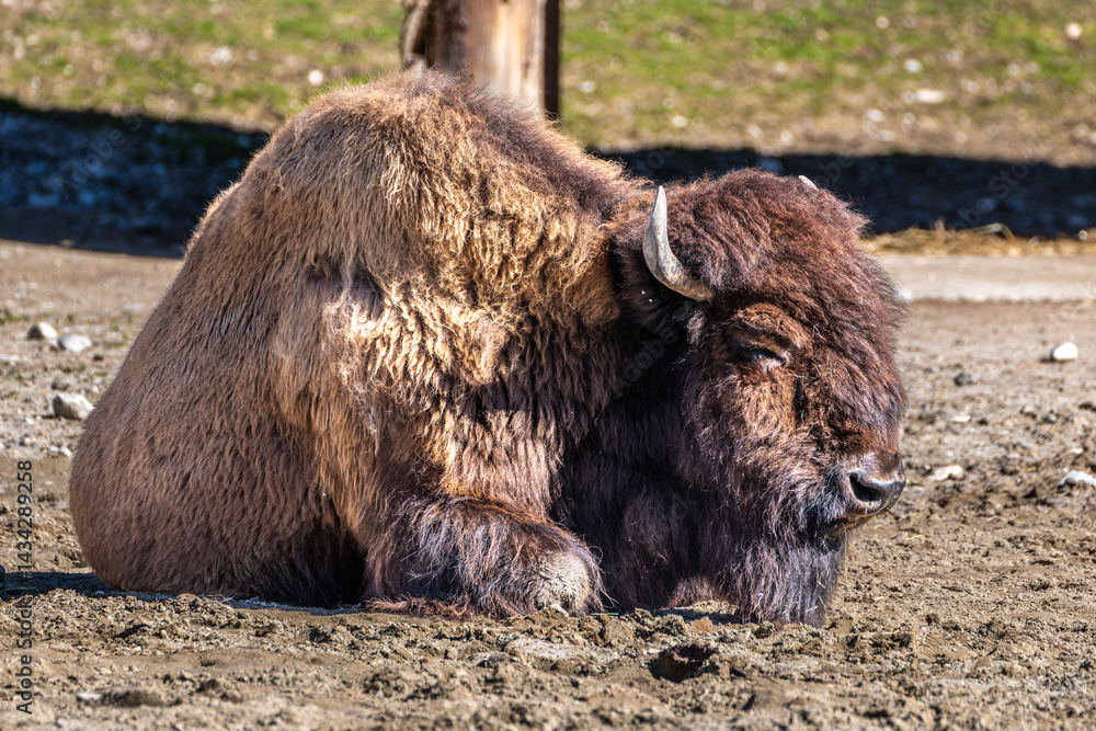 American buffalo known as bison, Bos bison in a german park