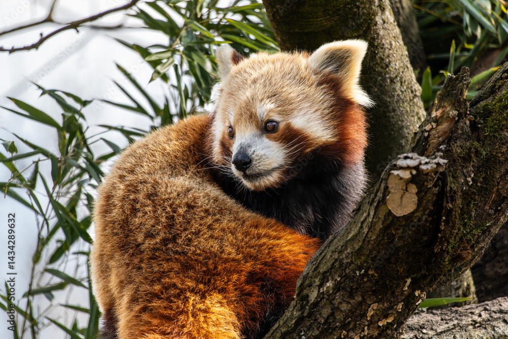 The red panda, Ailurus fulgens, also called the lesser panda.