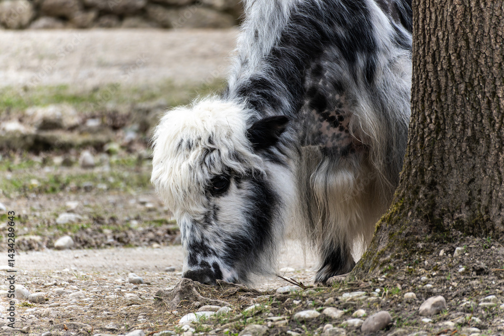 The domestic Yak, Bos mutus grunniens in a park