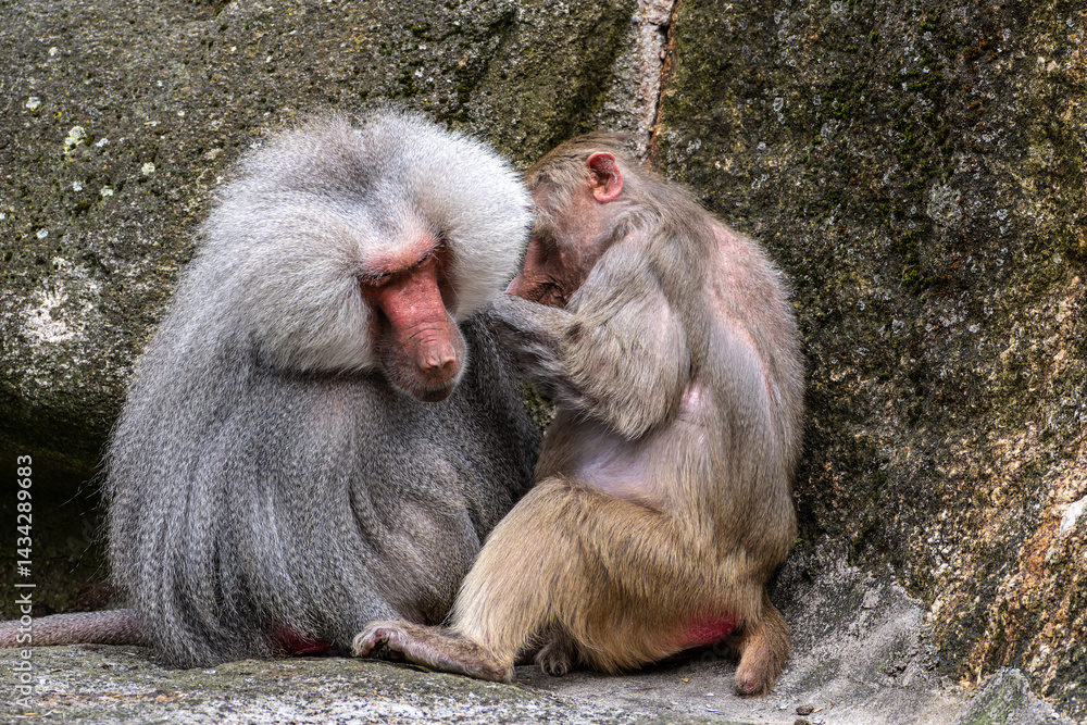 Hamadryas baboon, papio hamadryas, sitting together and grooming each other.