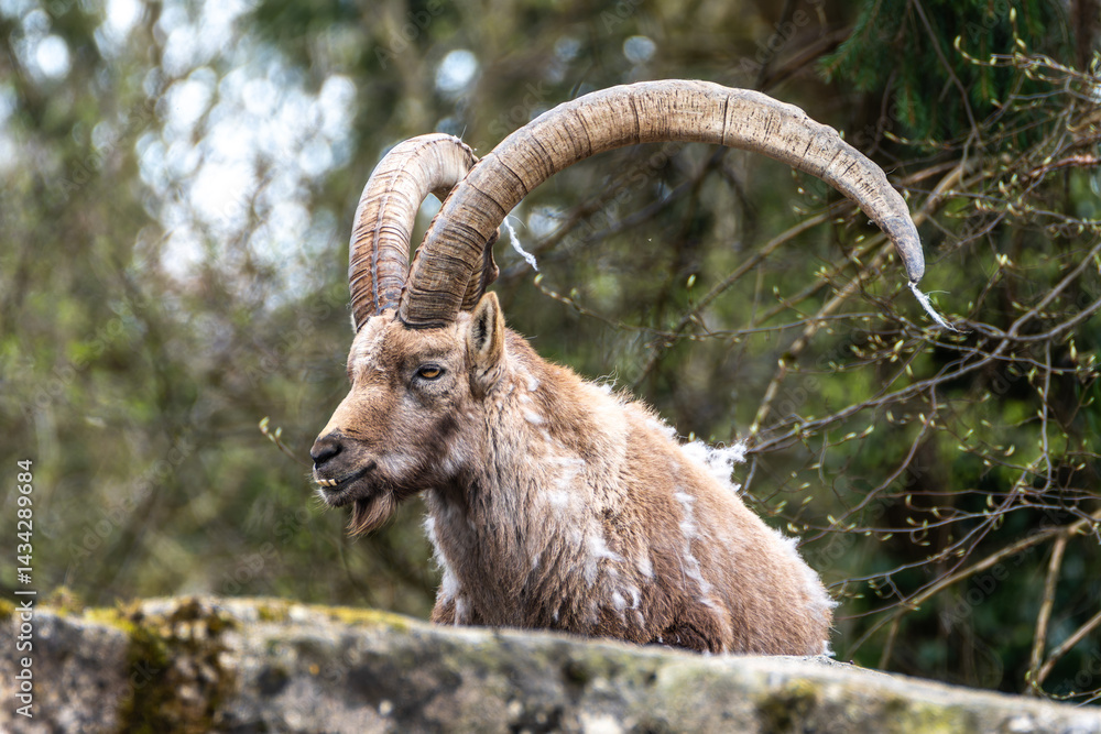 Male mountain ibex or capra ibex on a rock living in the European alps