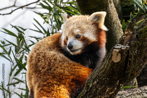 Obraz na płótnie The red panda, Ailurus fulgens, also called the lesser panda. w salonie