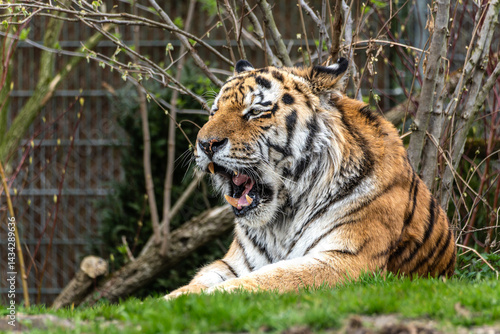 Obraz na płótnie The Siberian tiger,Panthera tigris altaica in a park w salonie