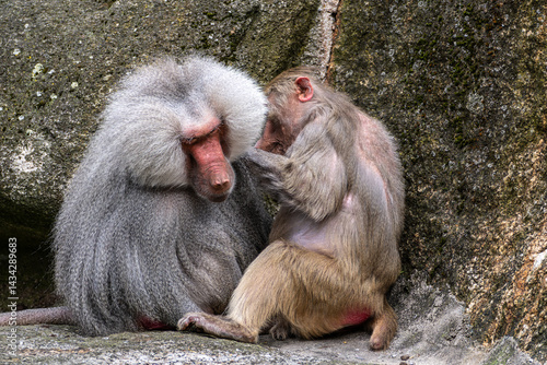 Obraz na płótnie Hamadryas baboon, papio hamadryas, sitting together and grooming each other. w salonie
