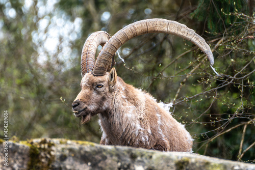 Obraz na płótnie Male mountain ibex or capra ibex on a rock living in the European alps w salonie
