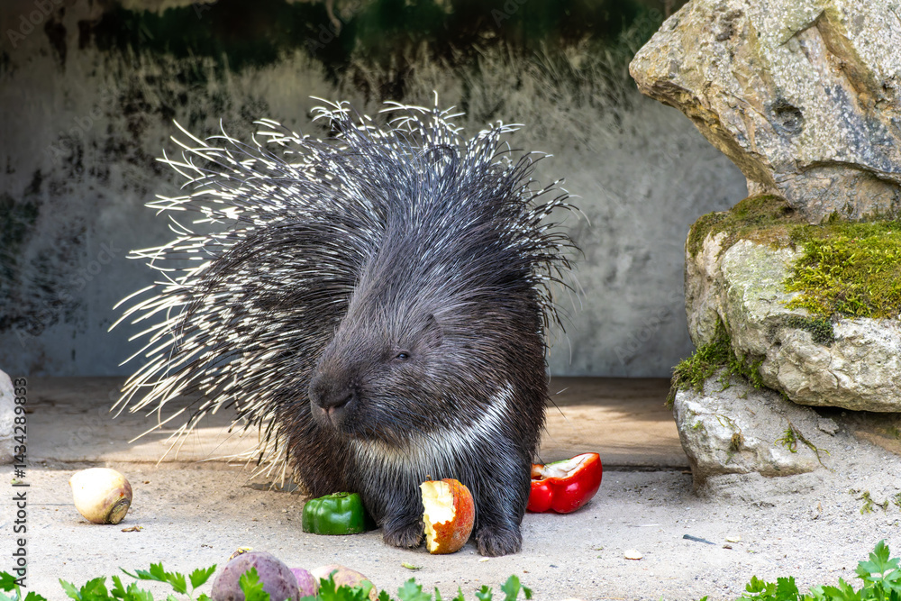 Indian crested Porcupine, Hystrix indica in a german nature park