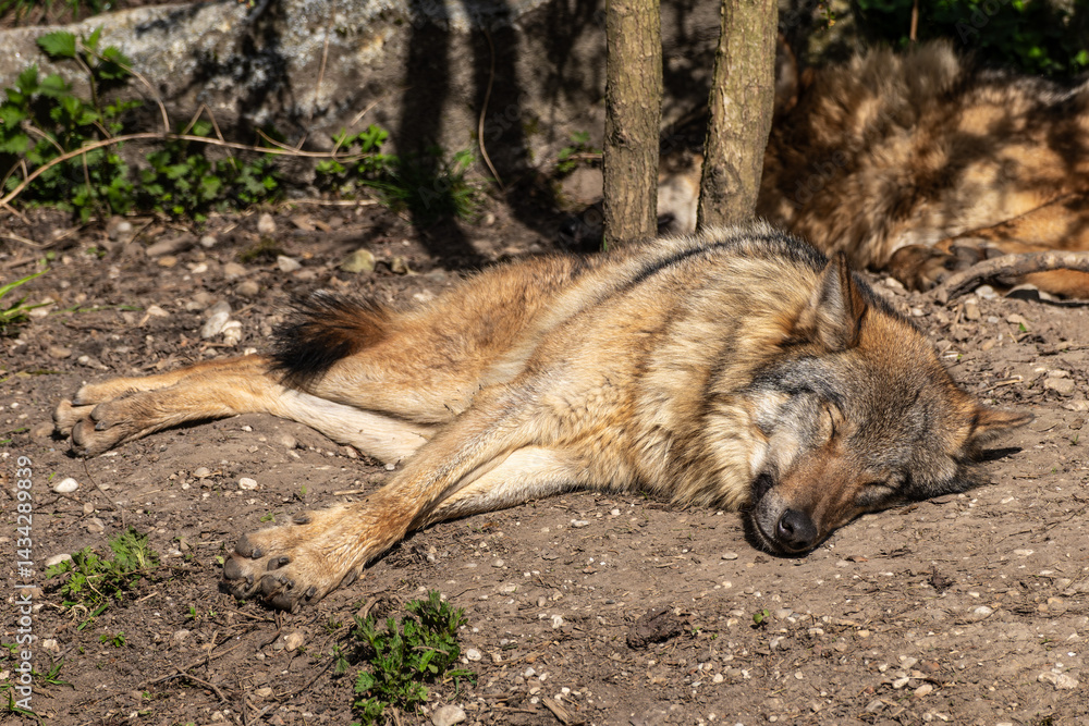 European Grey Wolf, Canis lupus in a german park