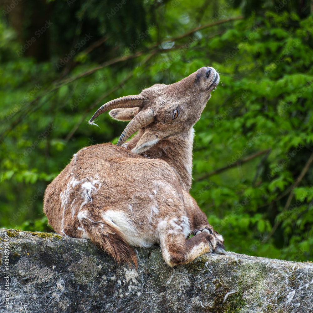 Male mountain ibex or capra ibex on a rock living in the European alps