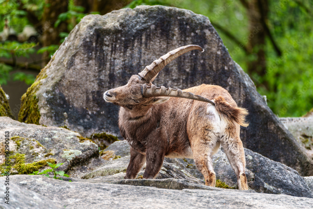 Male mountain ibex or capra ibex on a rock living in the European alps