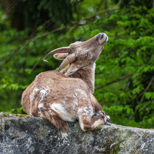 Obraz na płótnie Male mountain ibex or capra ibex on a rock living in the European alps w salonie