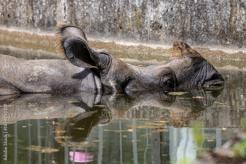 The Indian Rhinoceros, Rhinoceros unicornis aka Greater One-horned Rhinoceros
