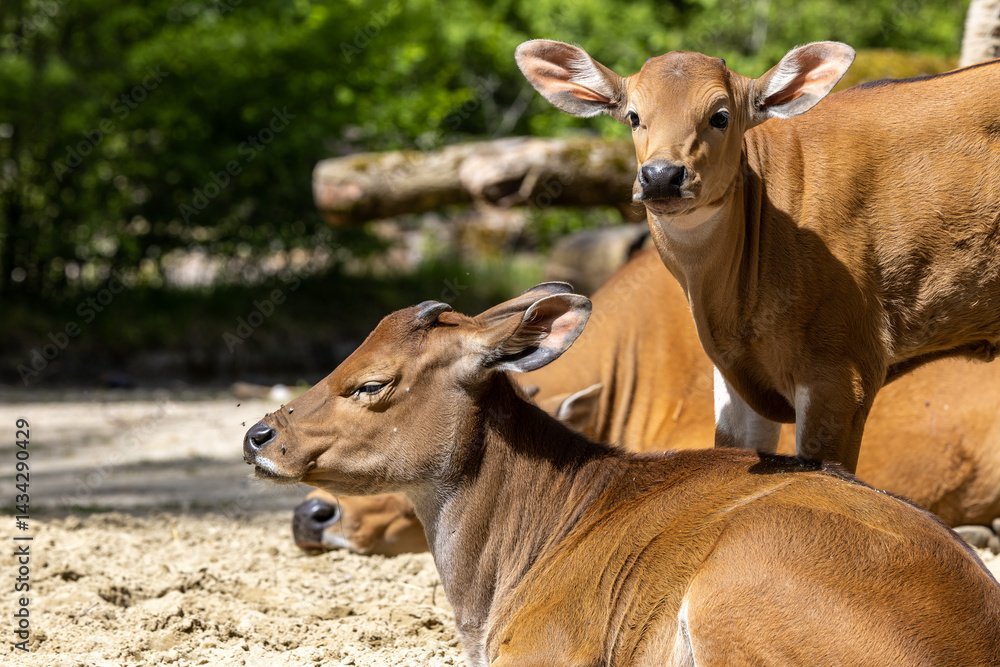 Banteng, Bos javanicus or Red Bull is a type of wild cattle.