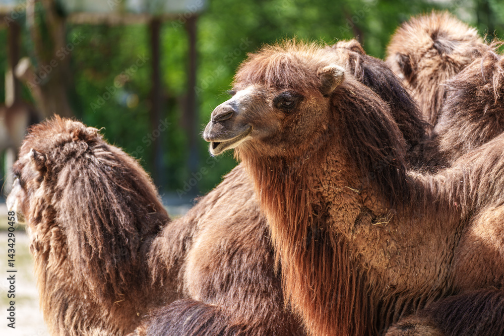 Bactrian camel, Camelus bactrianus in a german park
