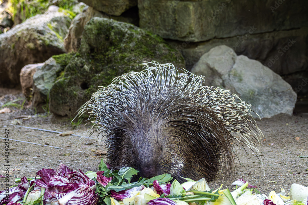 Indian crested Porcupine, Hystrix indica in a german nature park