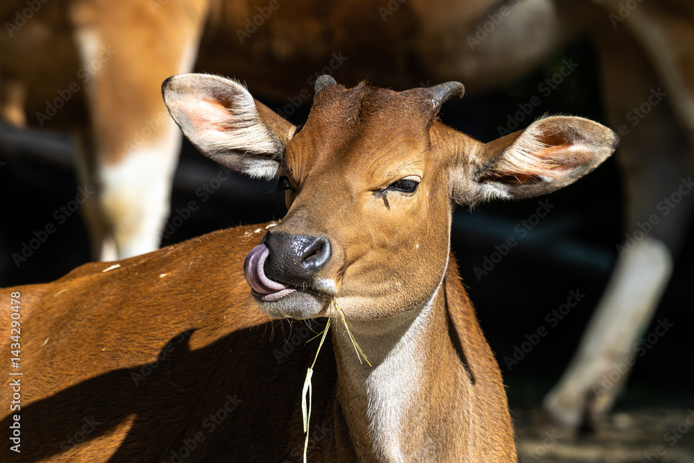 Banteng, Bos javanicus or Red Bull is a type of wild cattle.
