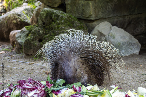 Obraz na płótnie Indian crested Porcupine, Hystrix indica in a german nature park w salonie