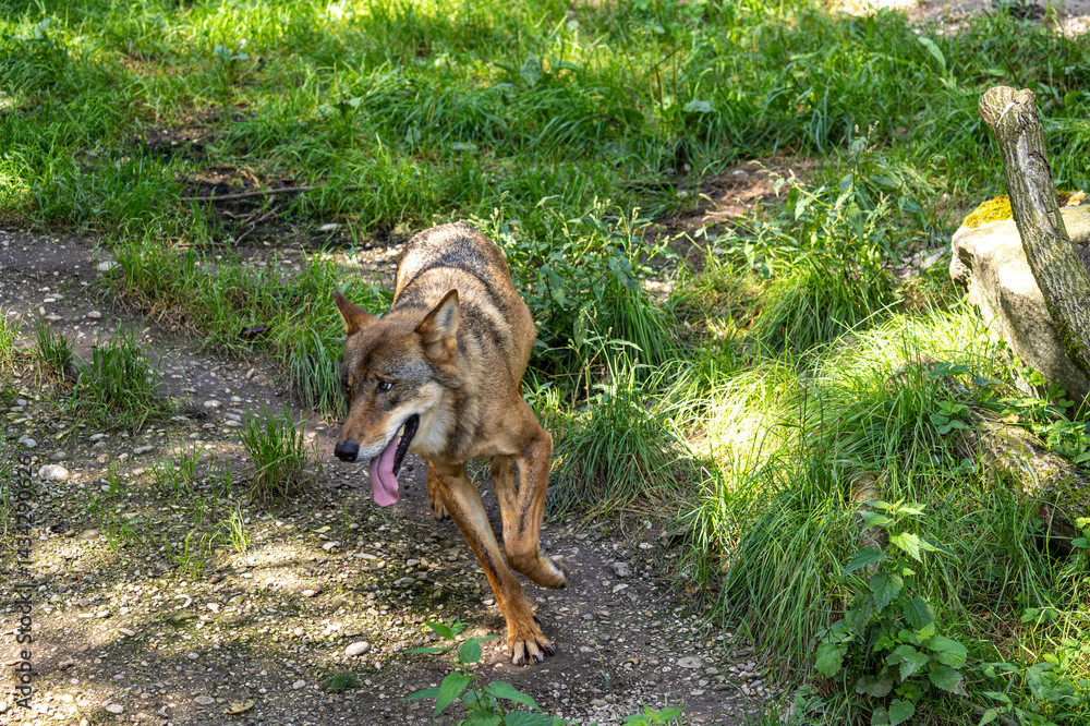 European Grey Wolf, Canis lupus in a german park