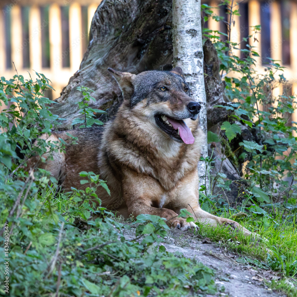 European Grey Wolf, Canis lupus in a german park