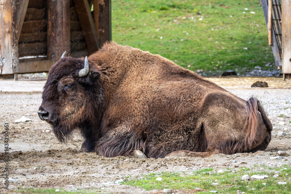 American buffalo known as bison, Bos bison in a german park