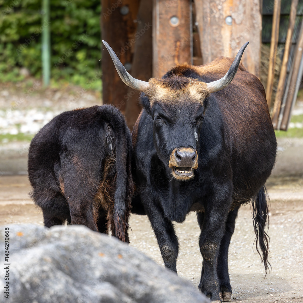 Heck cattle, Bos primigenius taurus or aurochs in a German park