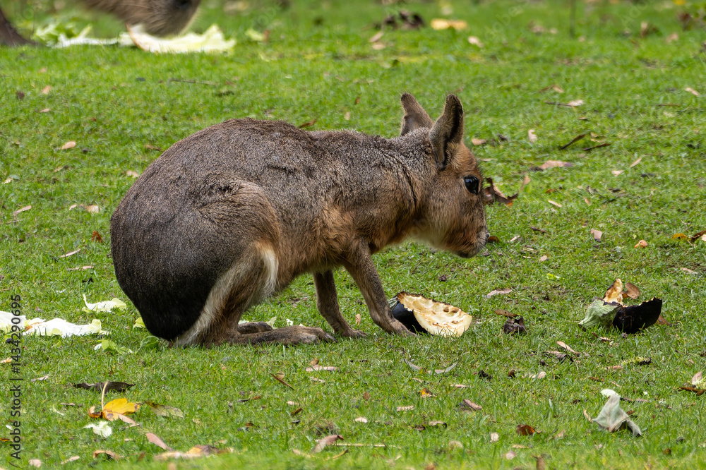 Patagonian Mara, Dolichotis patagonum are large relatives of guinea pigs