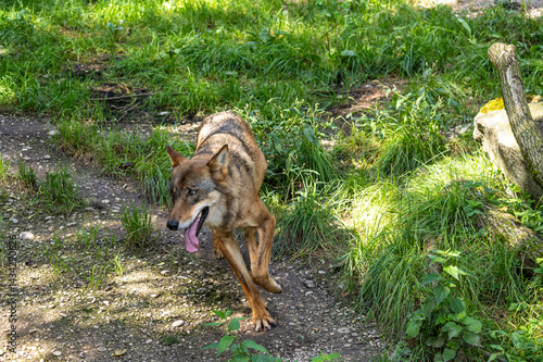 Obraz na płótnie European Grey Wolf, Canis lupus in a german park w salonie