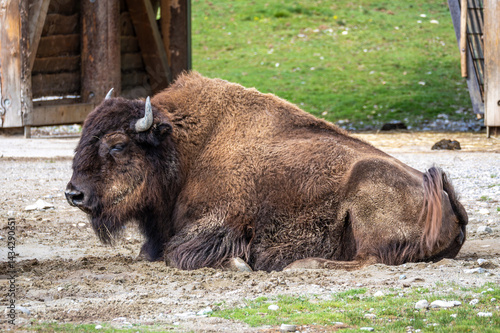 American buffalo known as bison, Bos bison in a german park