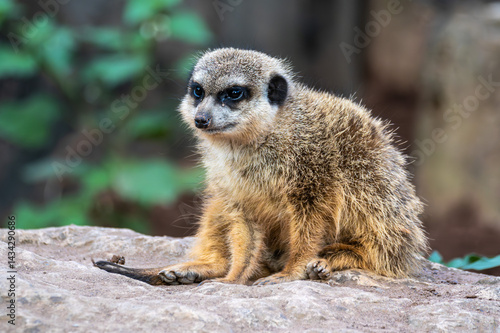 Meerkat, Suricata suricatta sitting on a stone and looking into the distance