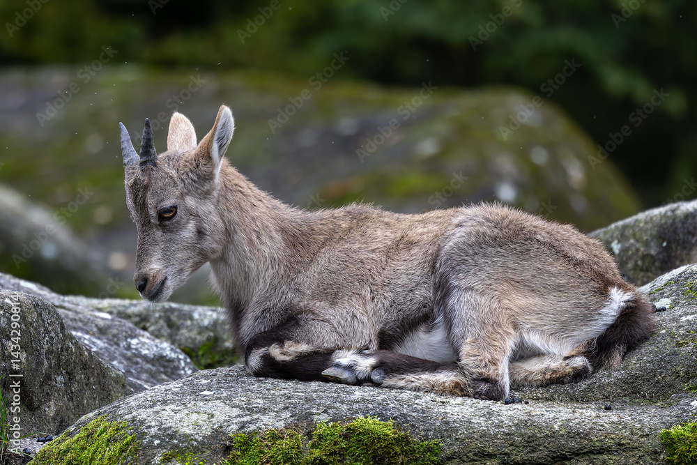 Fototapeta premium Young baby mountain ibex or capra ibex on a rock